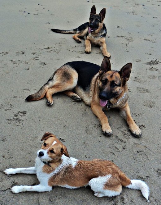 perros playa etohelp